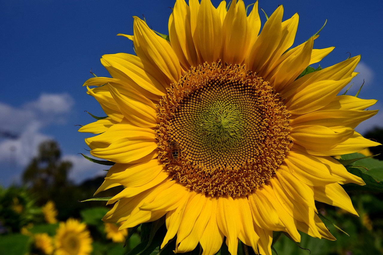 sun flower sky blue free photo