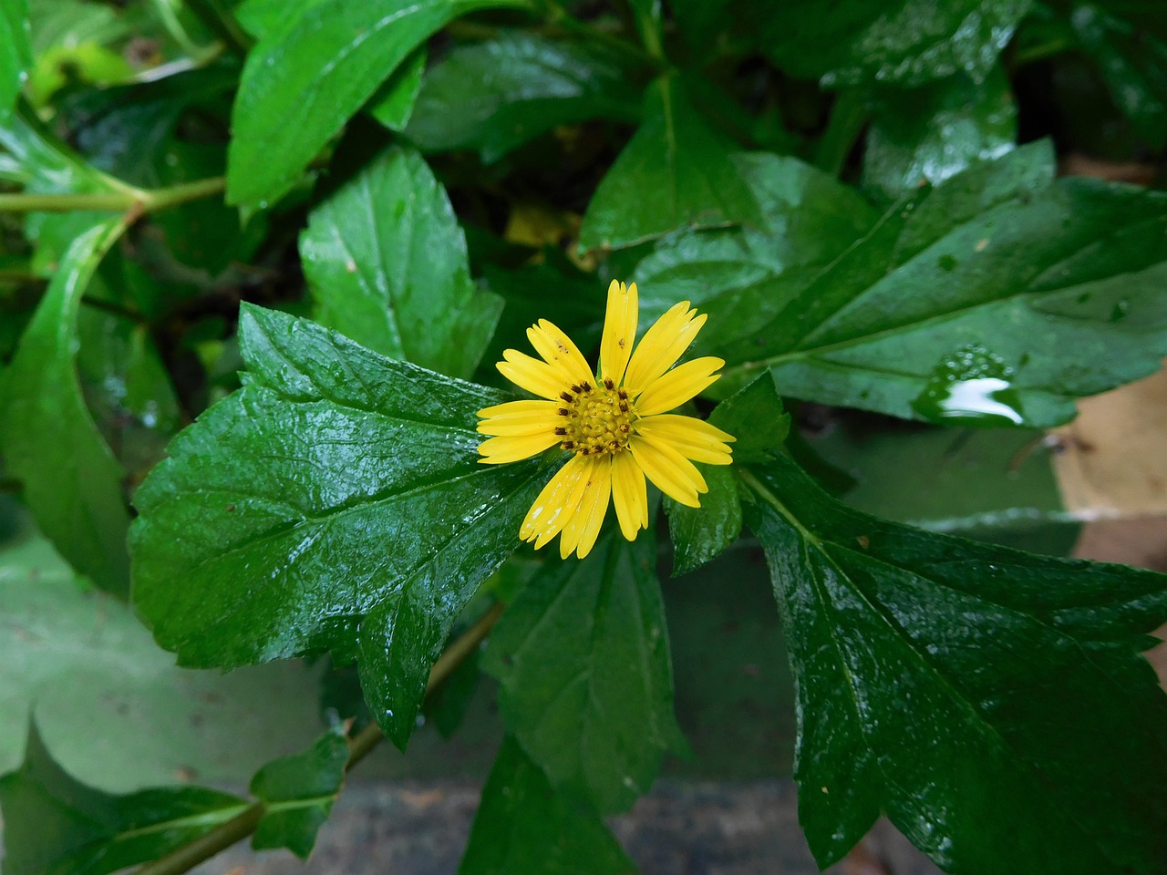 sun flower yellow flower free photo