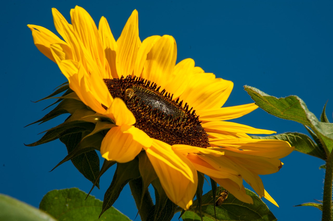 sun flower sky blue yellow free photo