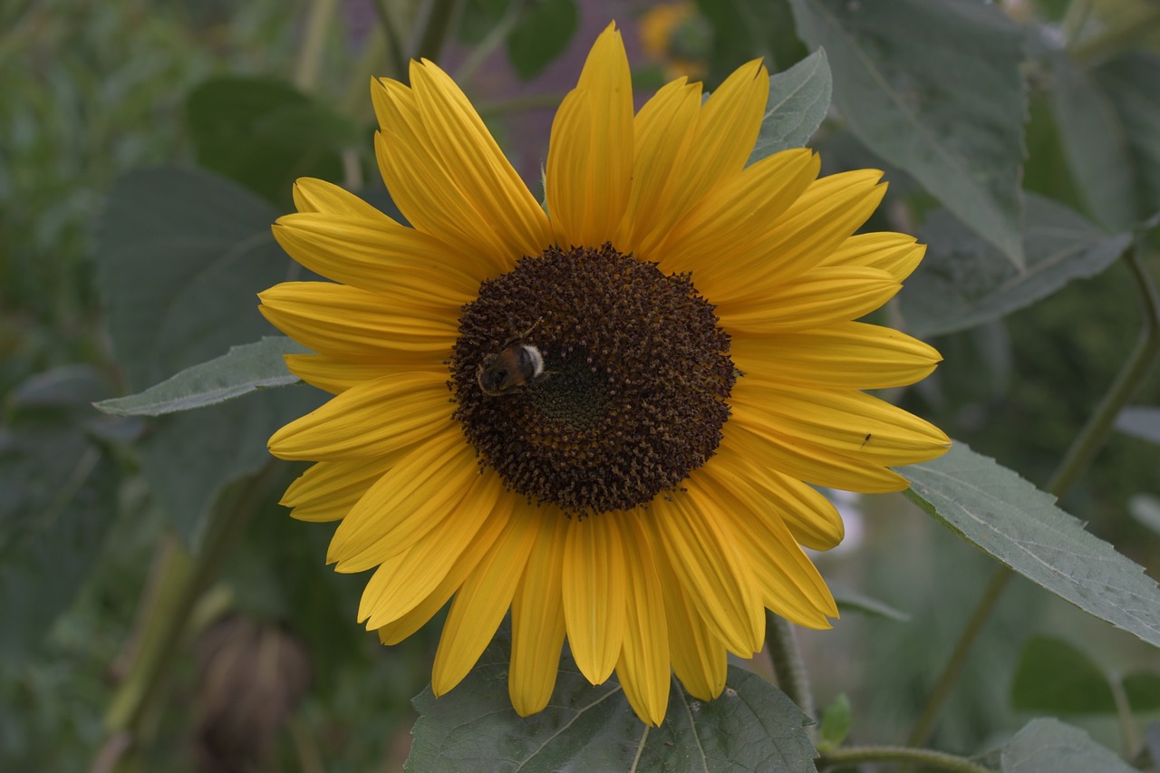 sun flower nature blossom free photo