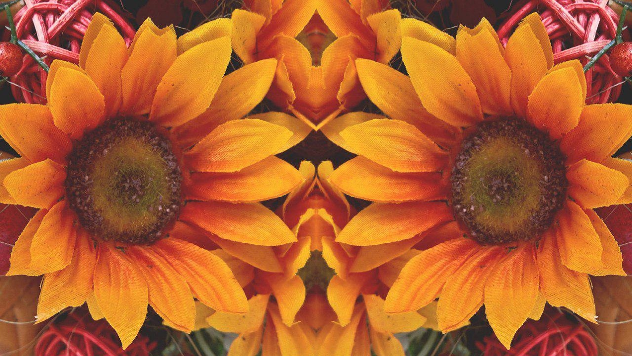 sun flower mirrored art free photo