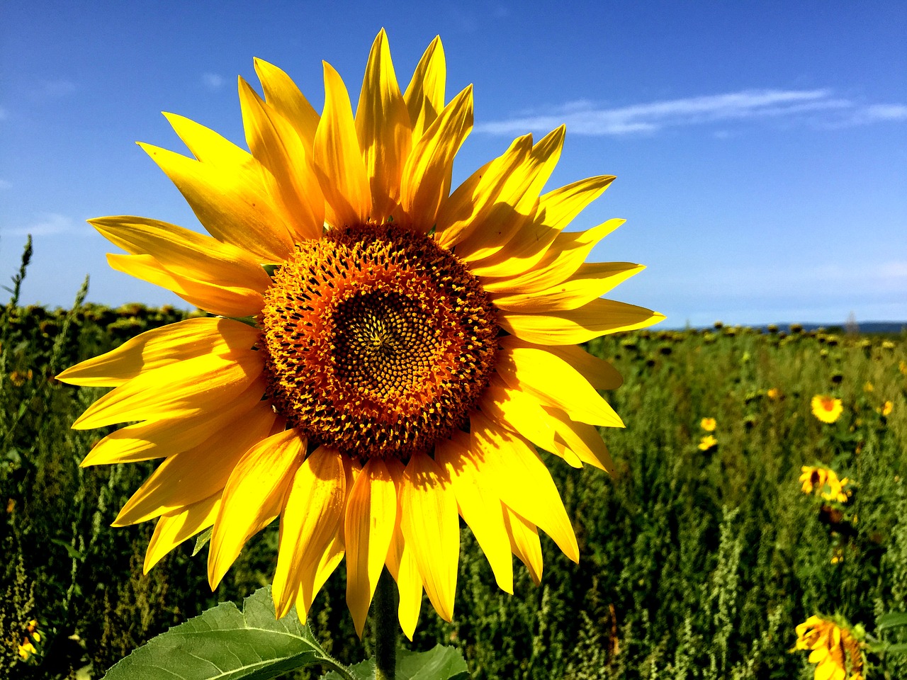 sun flower field summer free photo