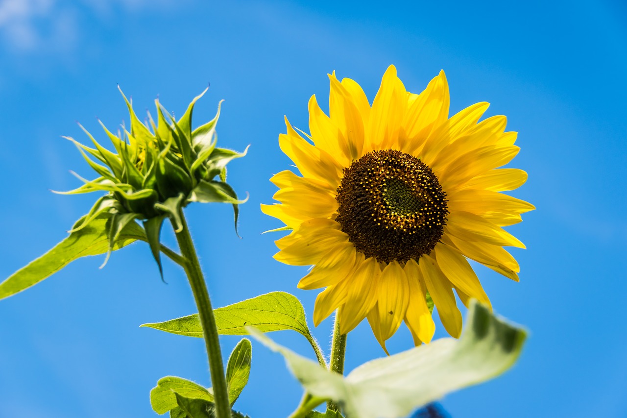 sun flower flower sky free photo