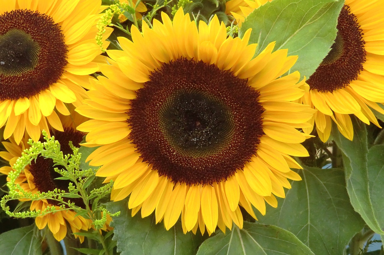 sun flower nature blossom free photo