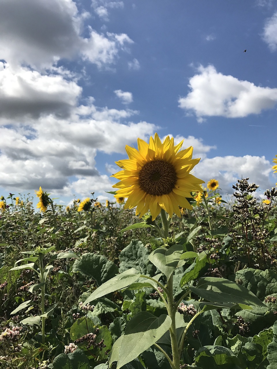 sun flower nature summer free photo