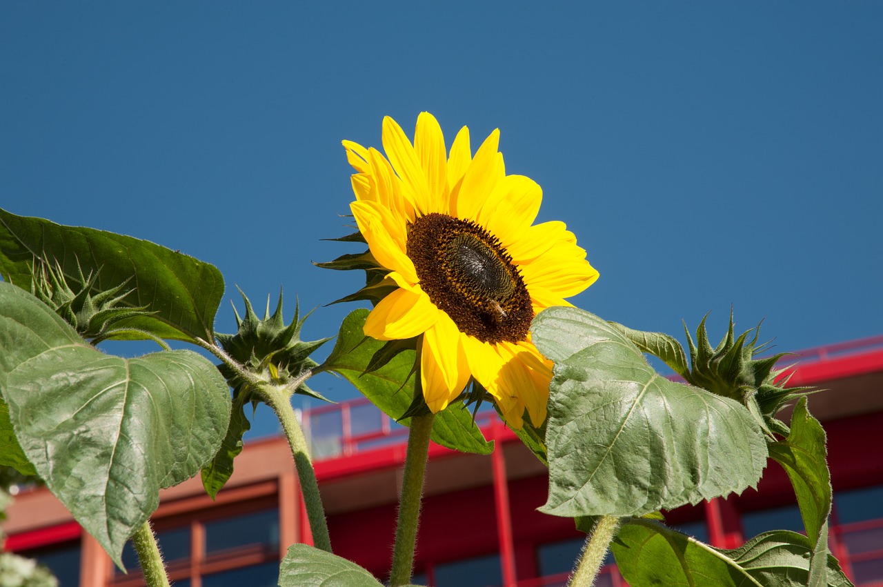 sun flower flower blossom free photo