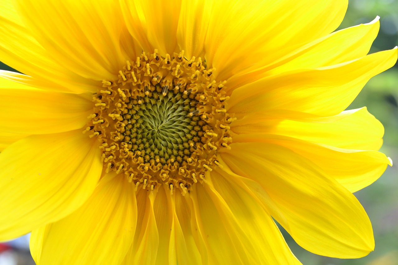 sun flower macro yellow free photo