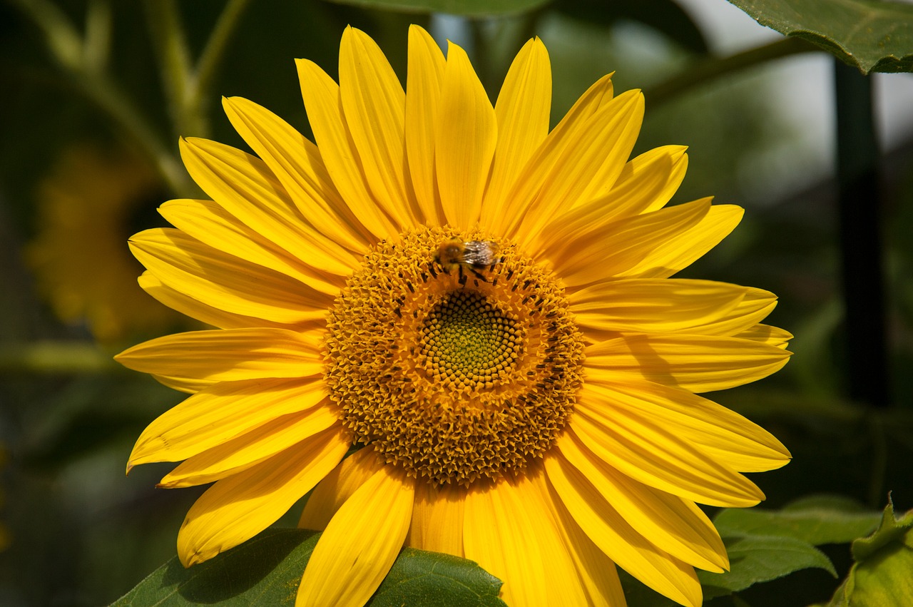 sun flower blossom bloom free photo