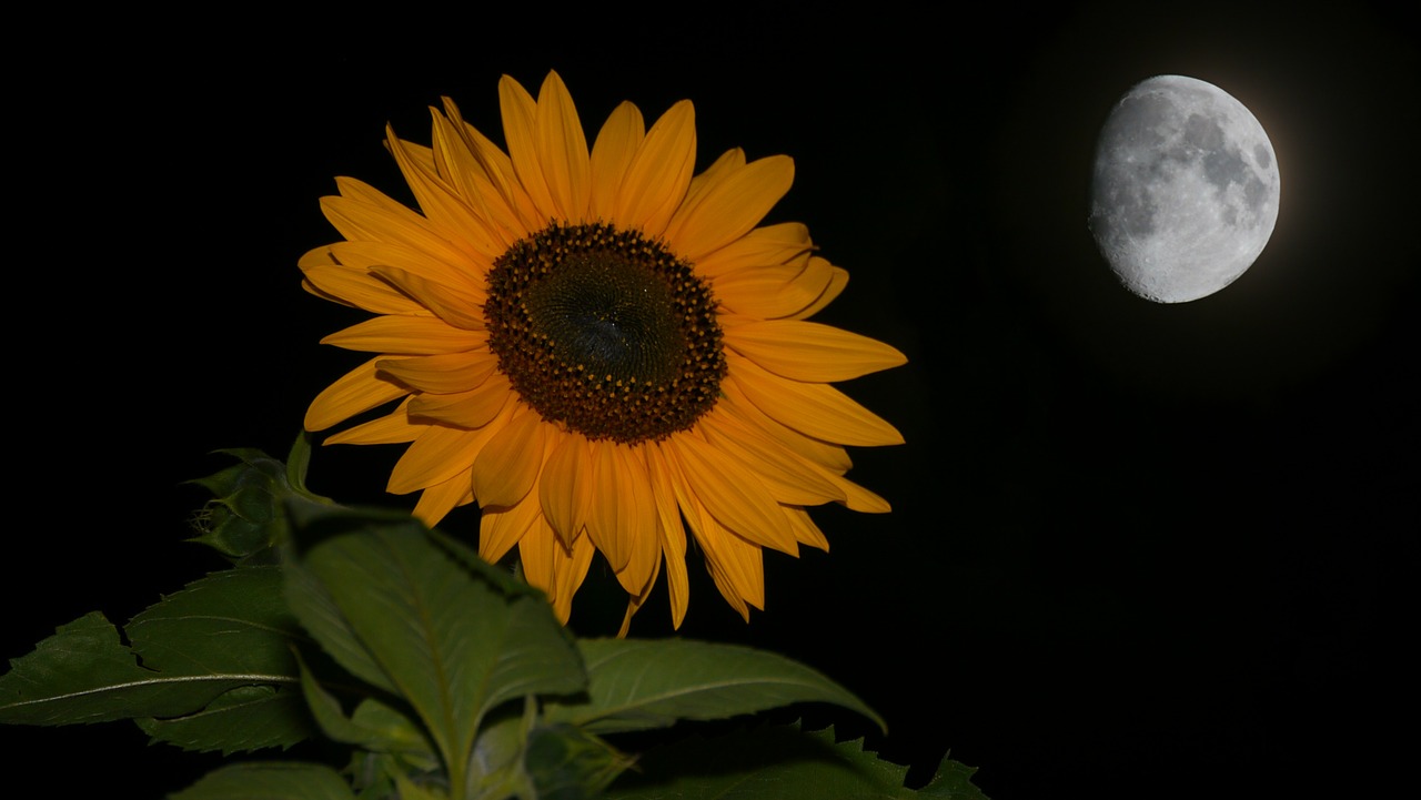 sun flower night moon free photo