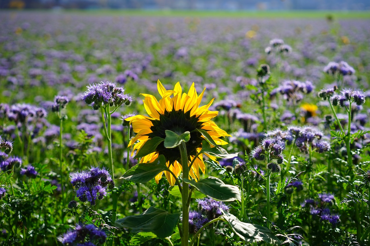 sun flower flower yellow free photo