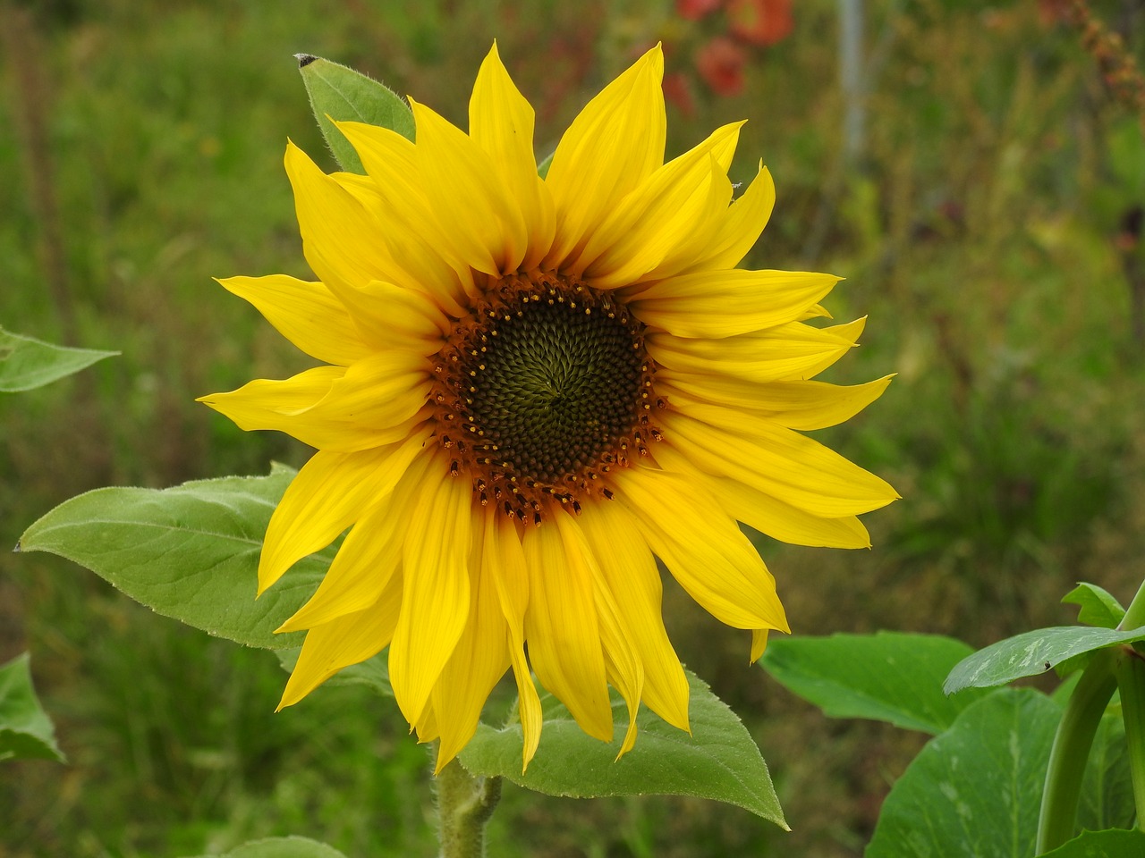 sun flower flower yellow free photo