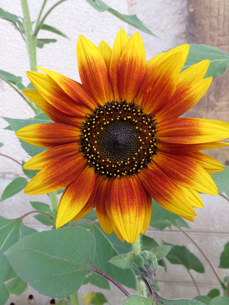 sun flower summer yellow orange free photo