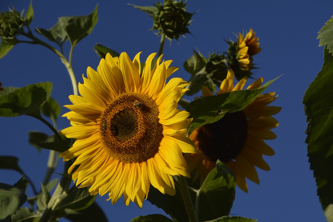 sun flower garden yellow free photo