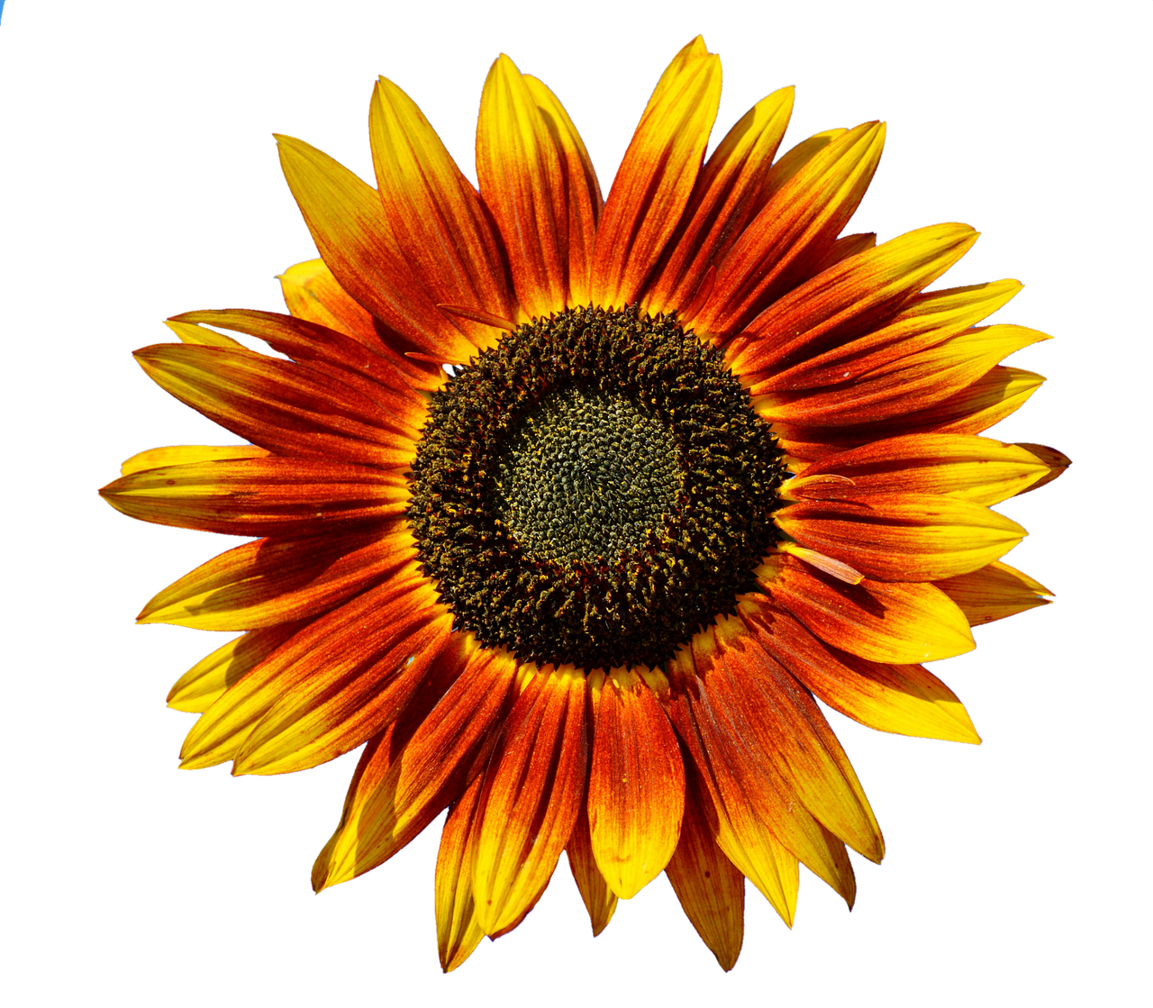 sun flower flower flowers free photo