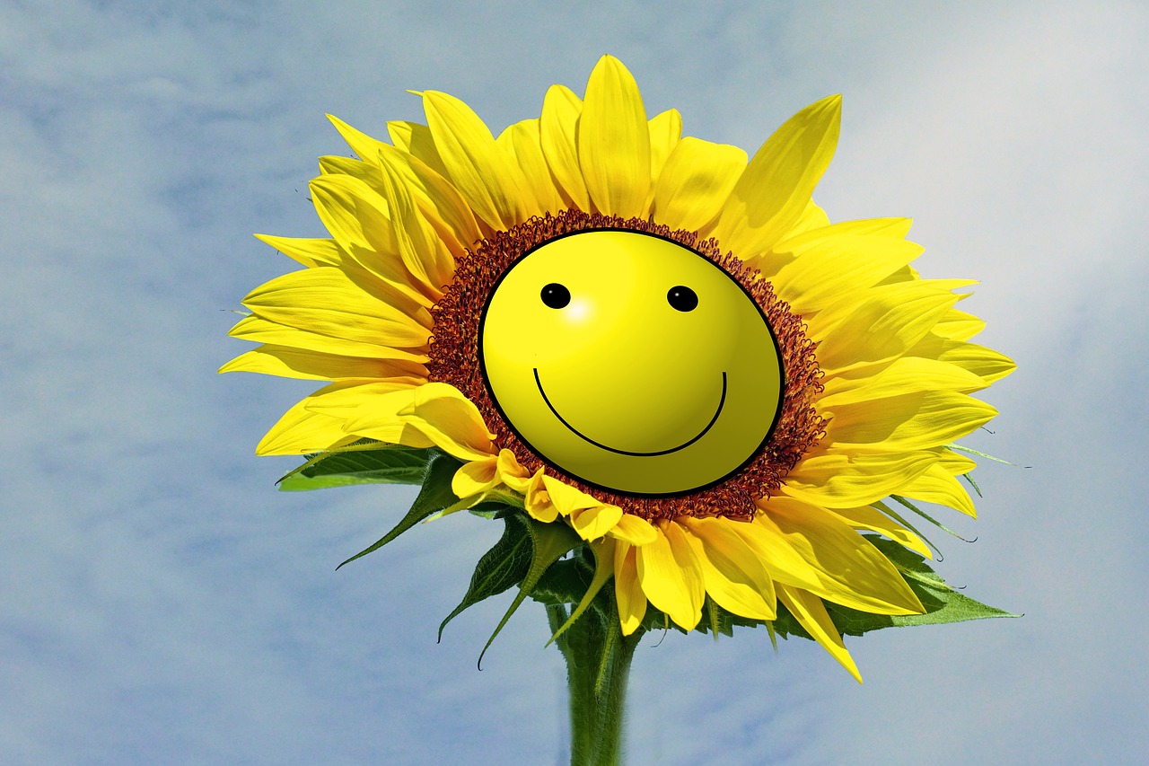 sun flower smilie smile free photo