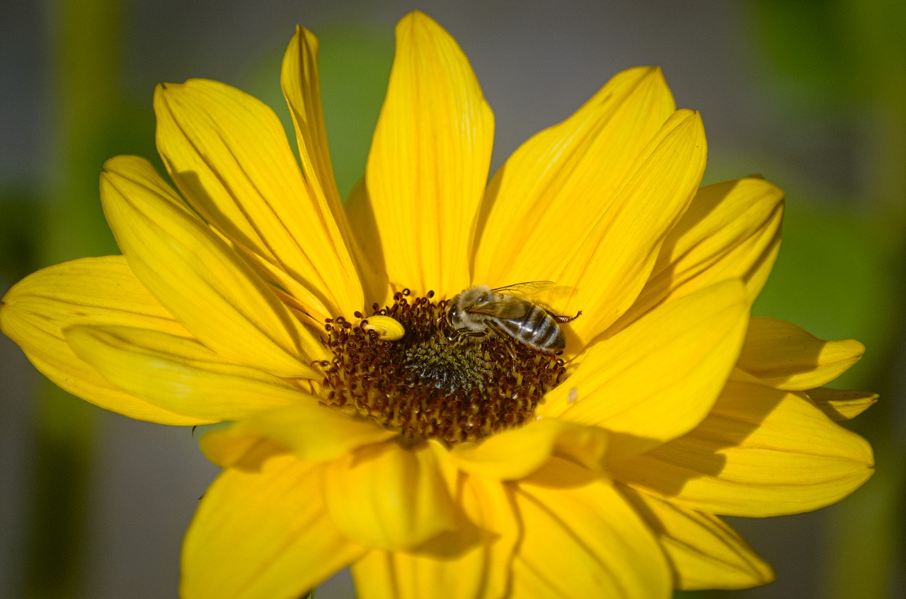 sun flower bee plant free photo