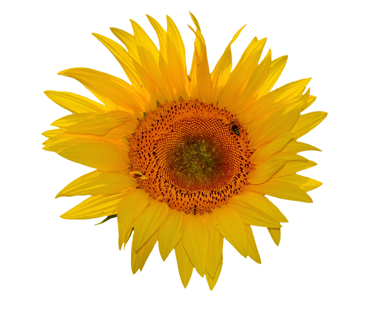 sun flower flower flowers free photo