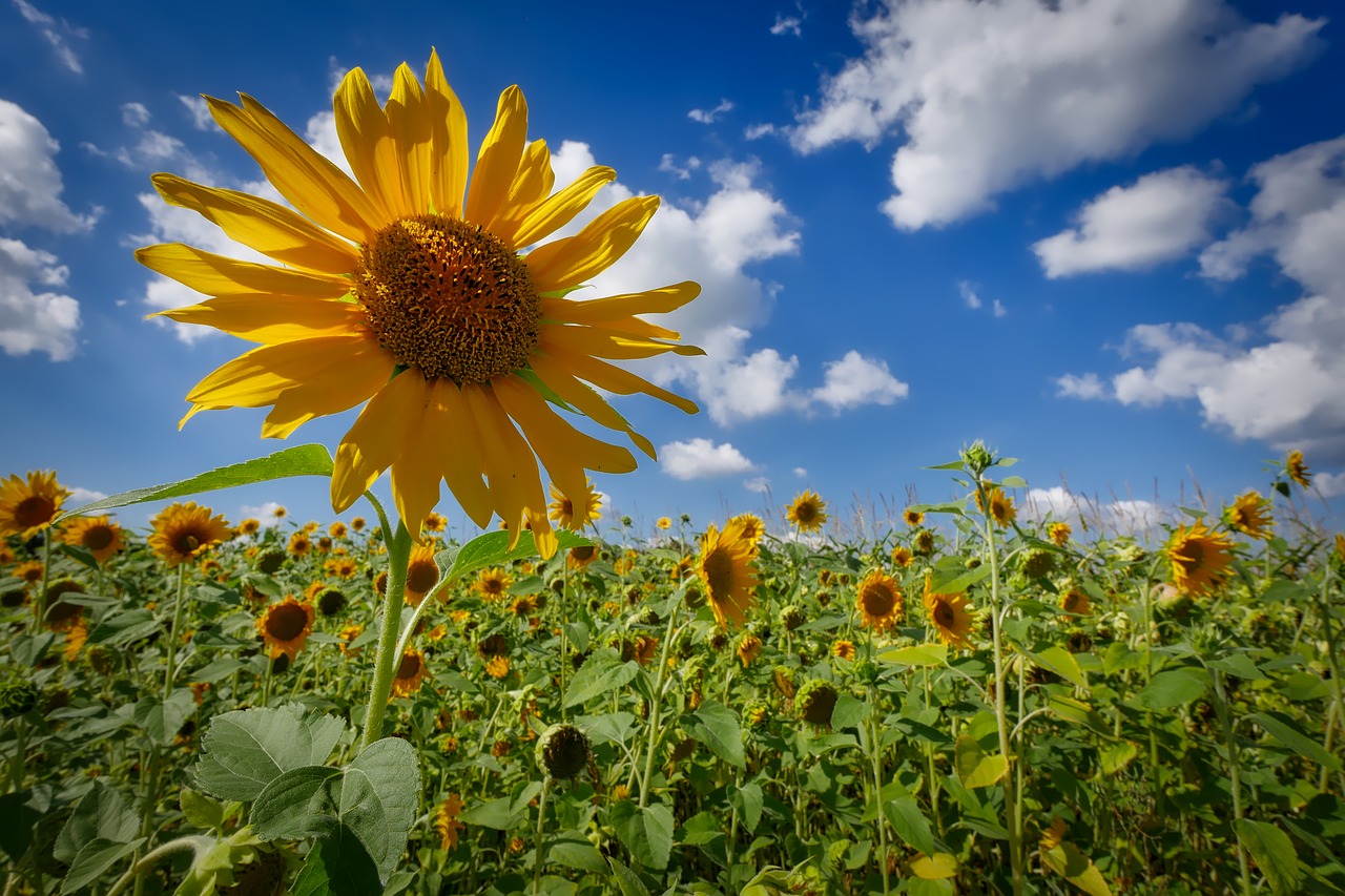 sun flower wölken sky free photo