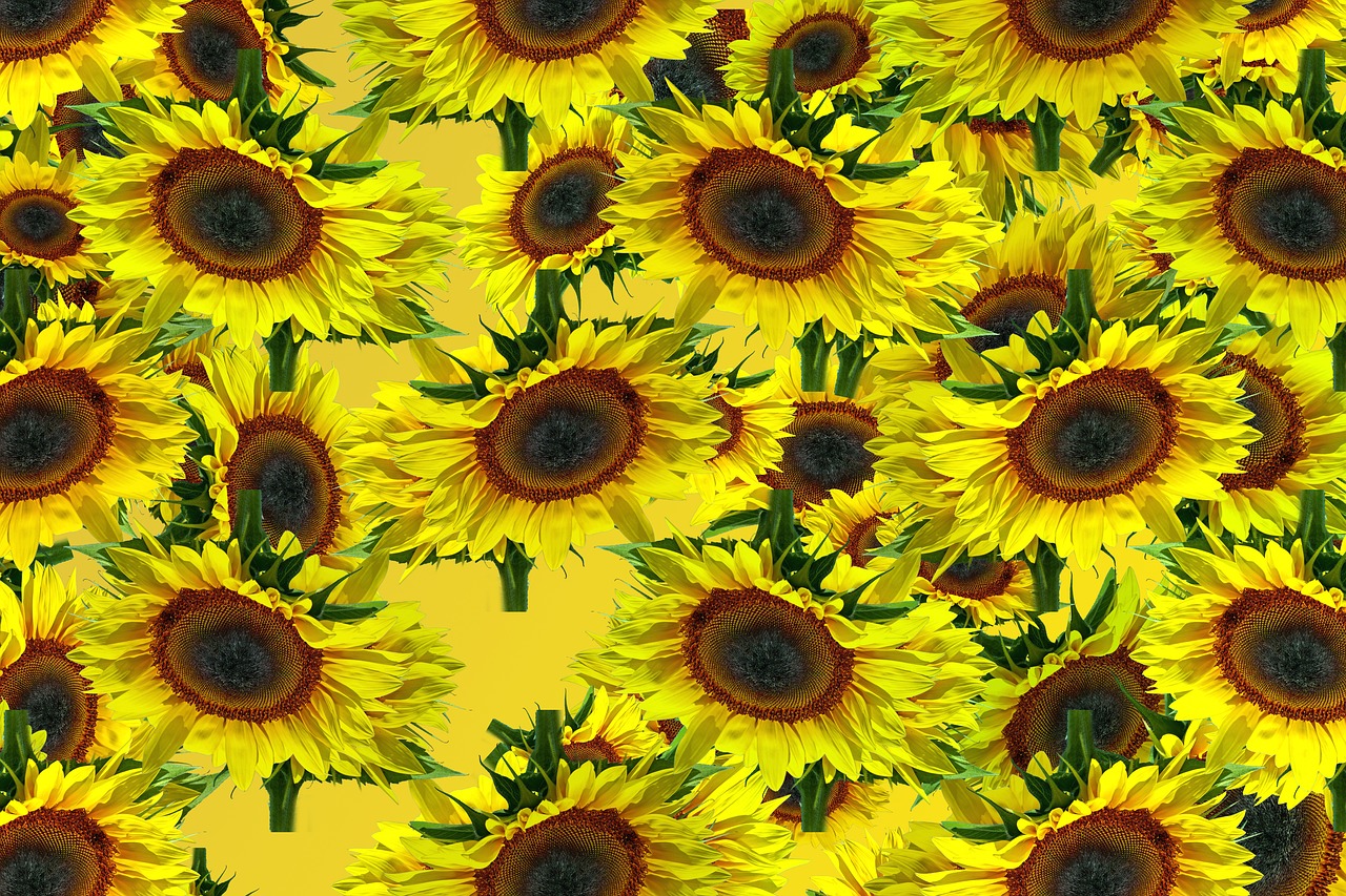 sun flower pattern background free photo