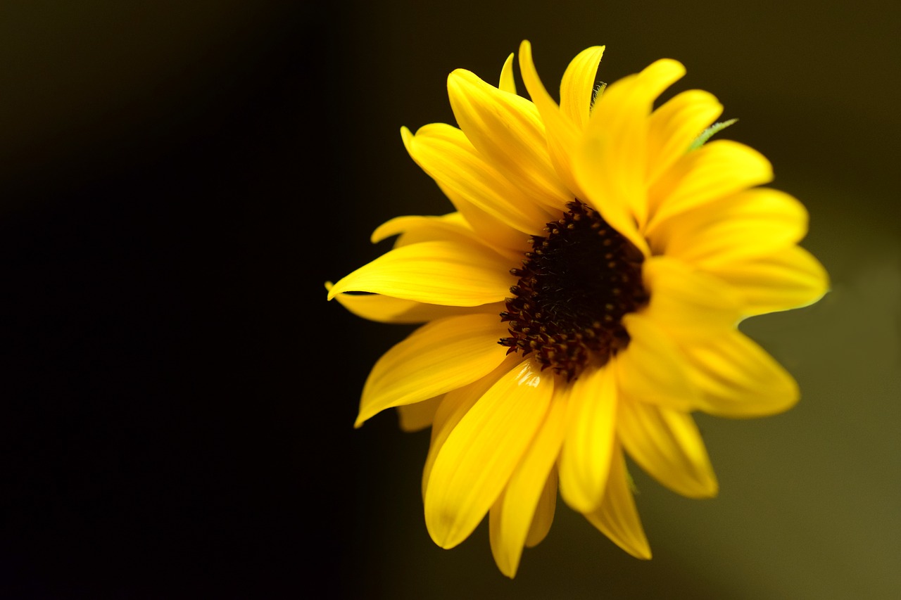 sun flower blossom bloom free photo