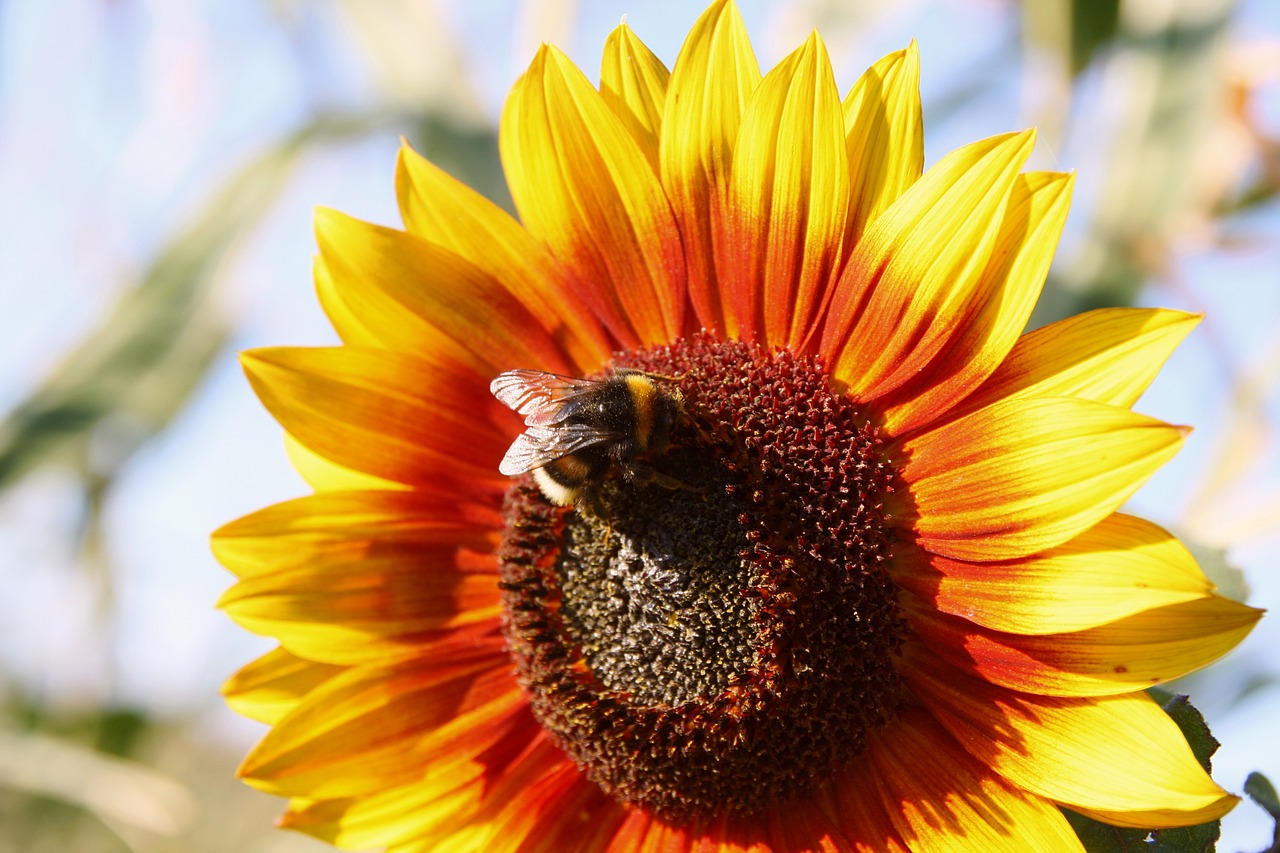 sun flower hummel summer free photo