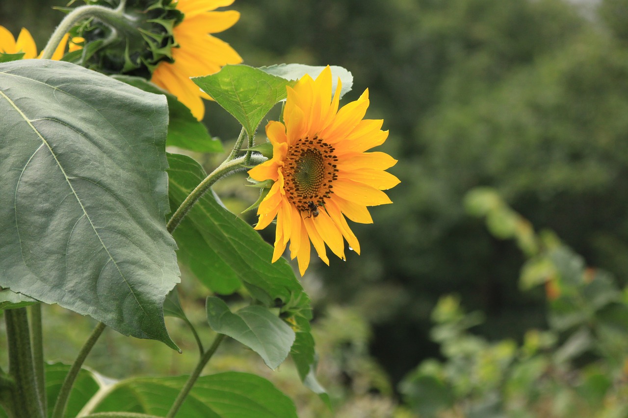 sun flower forest nature free photo