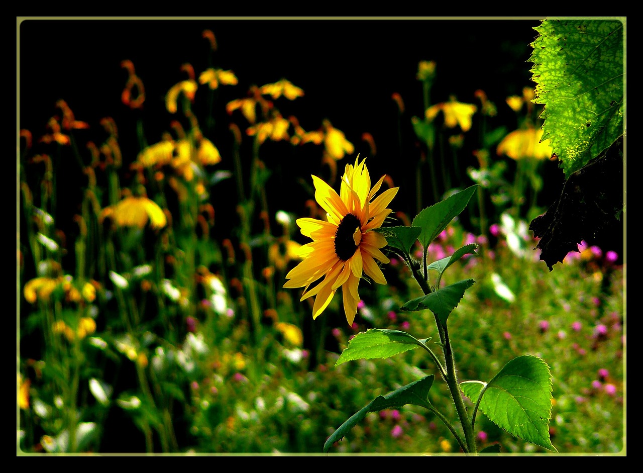 sun flower blossom bloom free photo