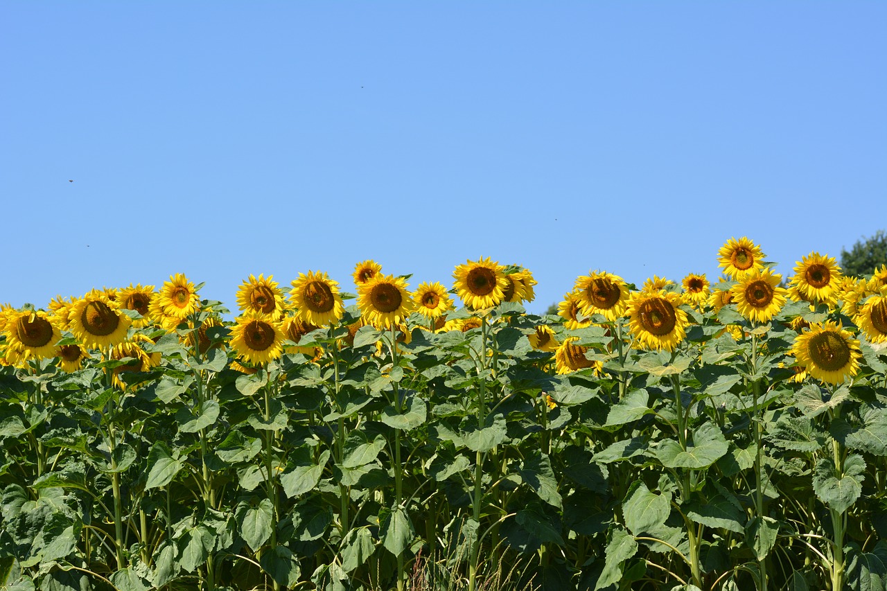 sunflower  plant  flower free photo