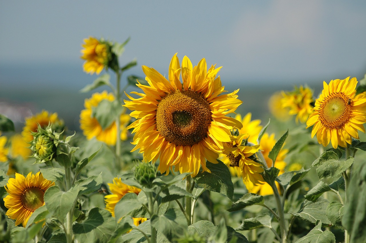 sun flower summer plant free photo