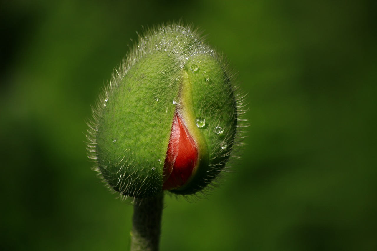 sunflower  red  nature free photo