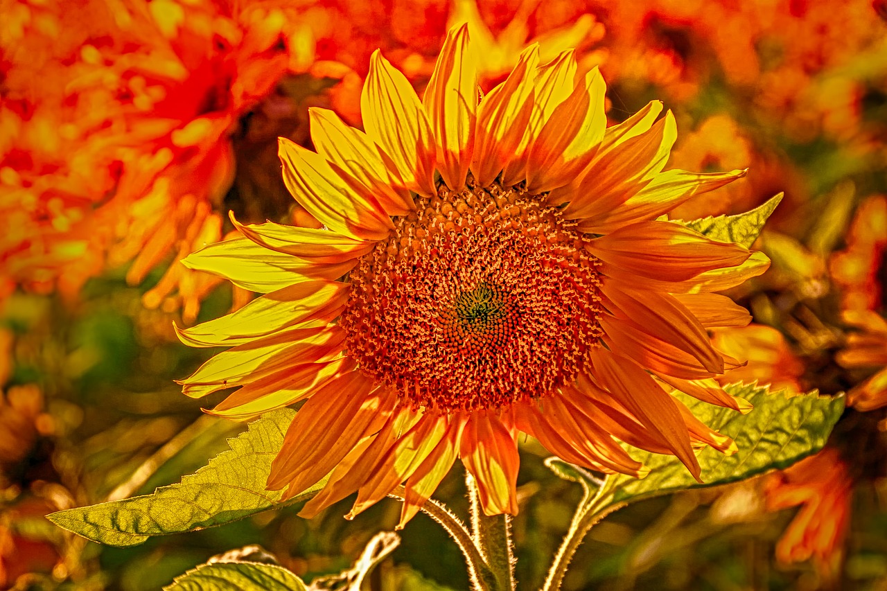 sunflower  plant  nature free photo