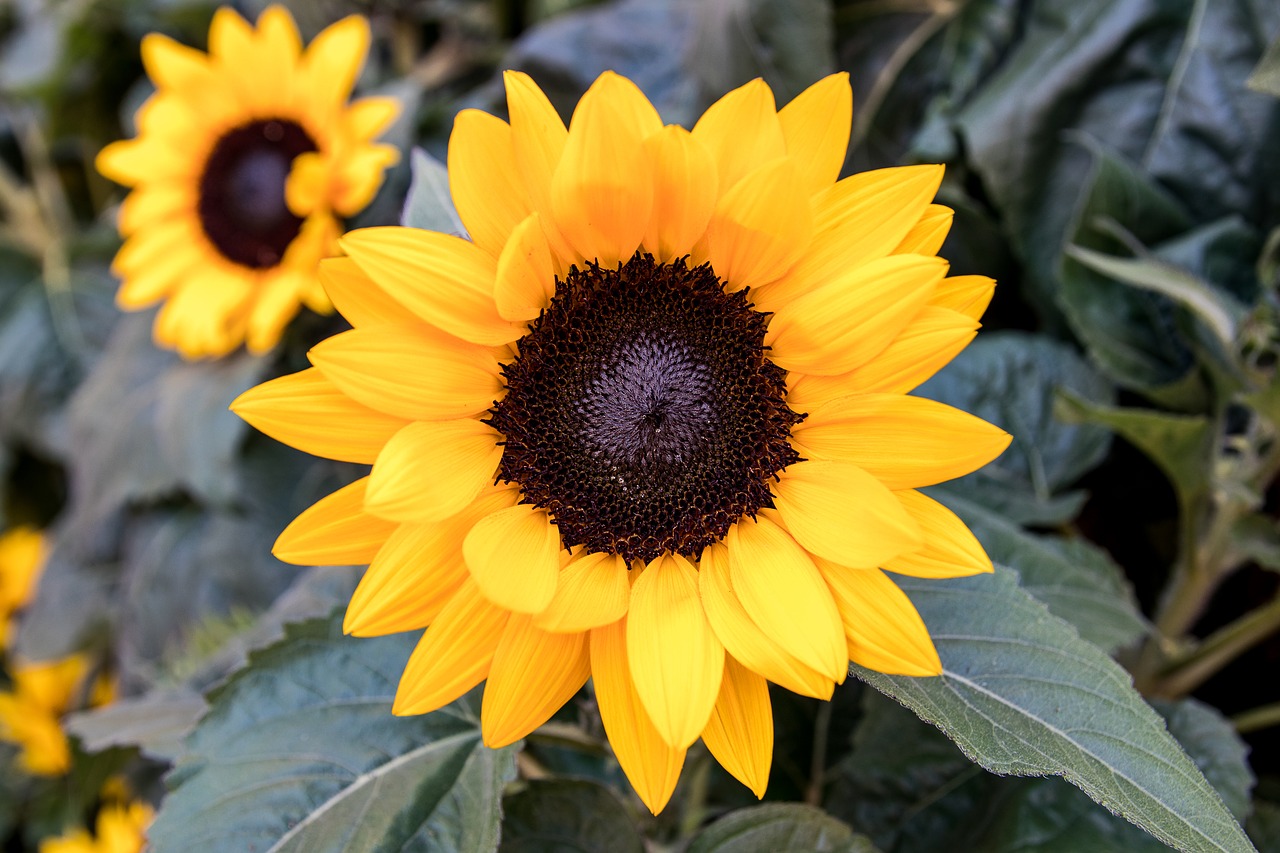 sunflower  flower  plant free photo