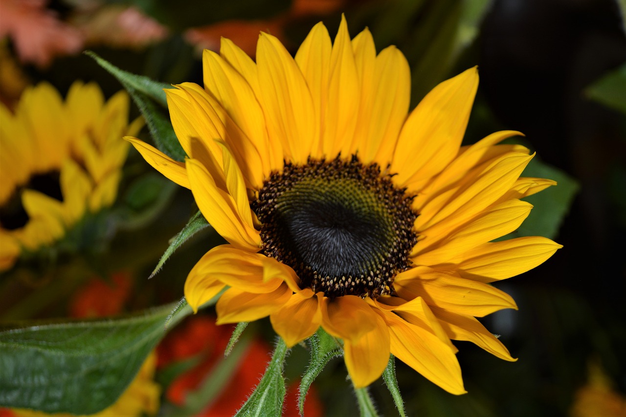 sunflower  close up  nature free photo