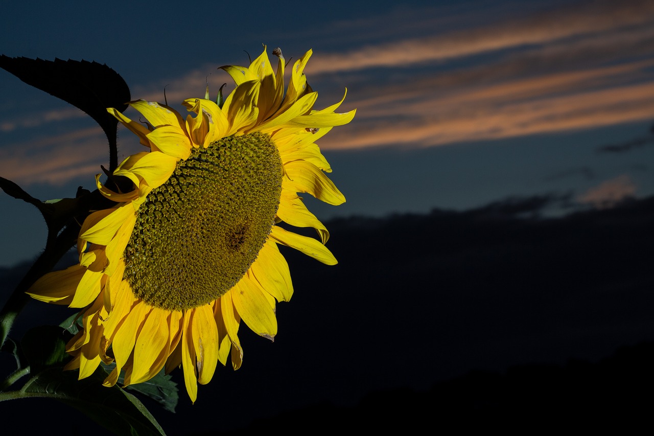 sunflower  flower  yellow free photo