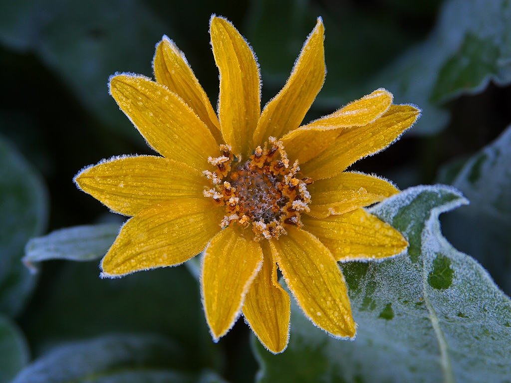 sun flower frost ice free photo