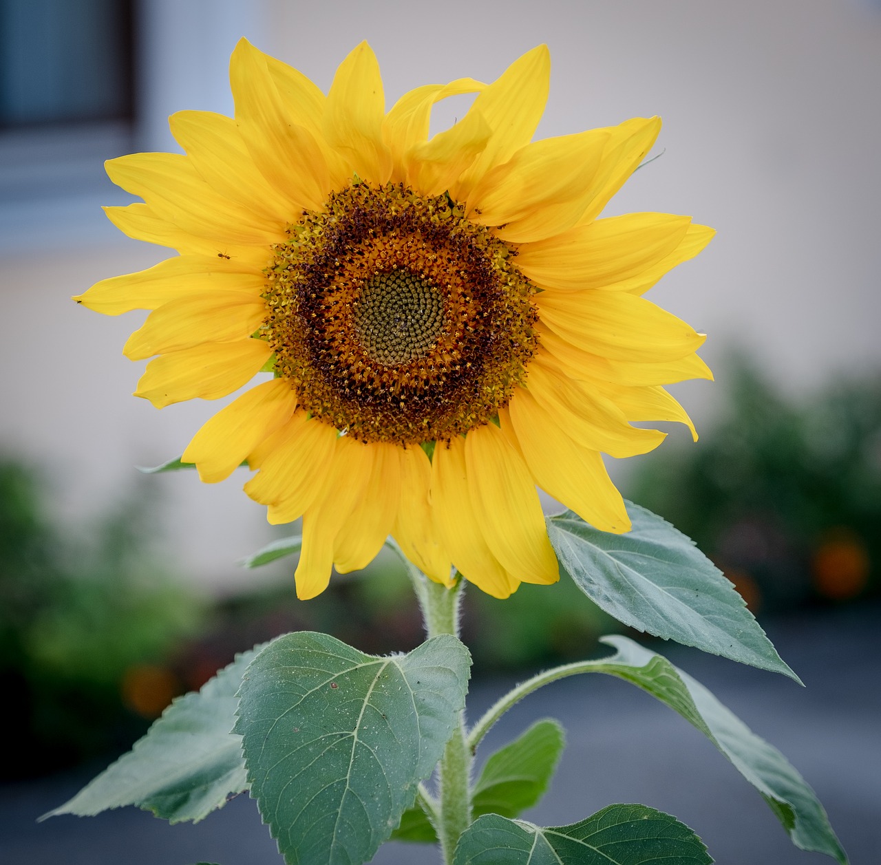 sunflower  bloom  summer free photo