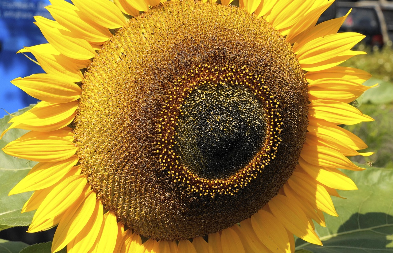 sunflower  blossom  bloom free photo