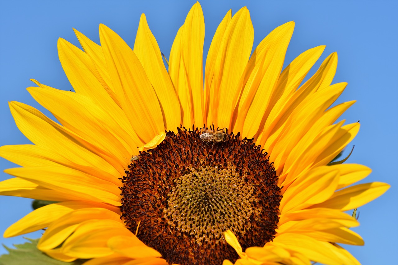 sunflower  flower  yellow free photo