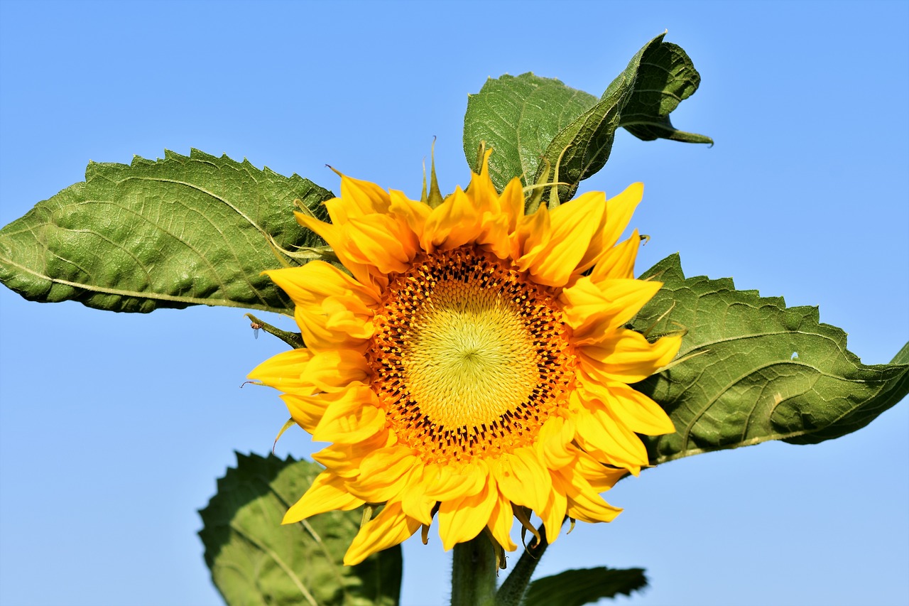 sunflower  flower  yellow free photo