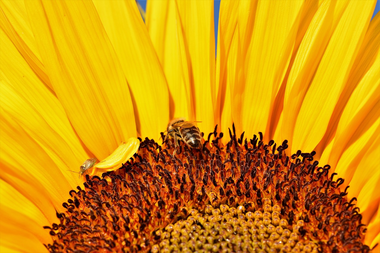 sunflower  flower  yellow free photo