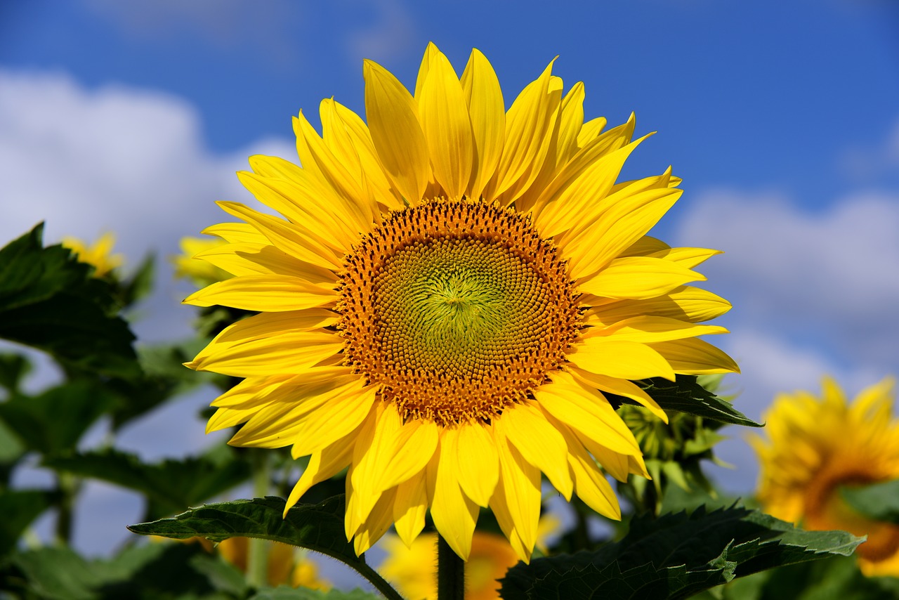 sunflower  sunflower field  sky free photo