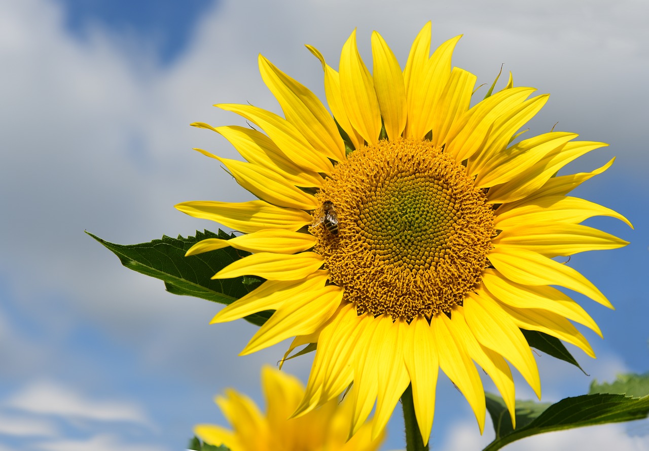 sunflower  sunflower field  sky free photo