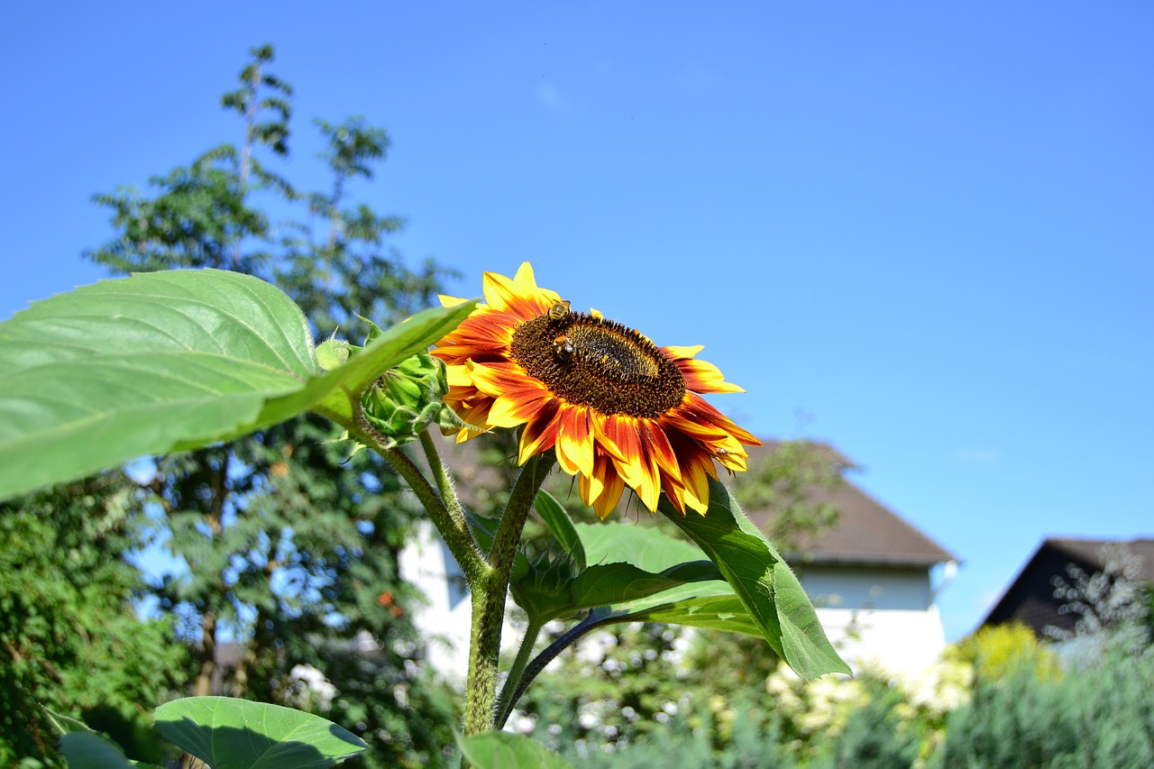 sunflower  flower  summer free photo