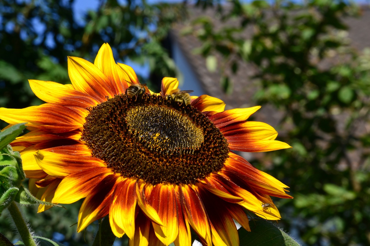 sunflower  flower  summer free photo