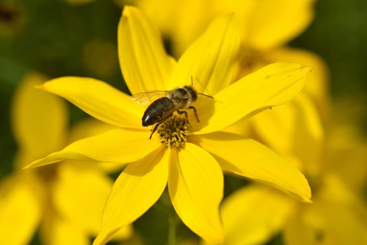 sunflower  small  yellow free photo