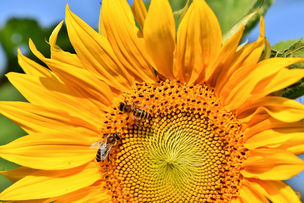 sunflower  flower  yellow free photo