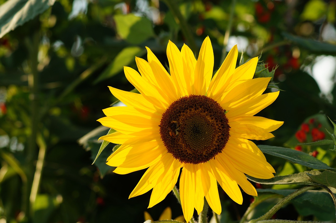 sunflower  flower  yellow free photo