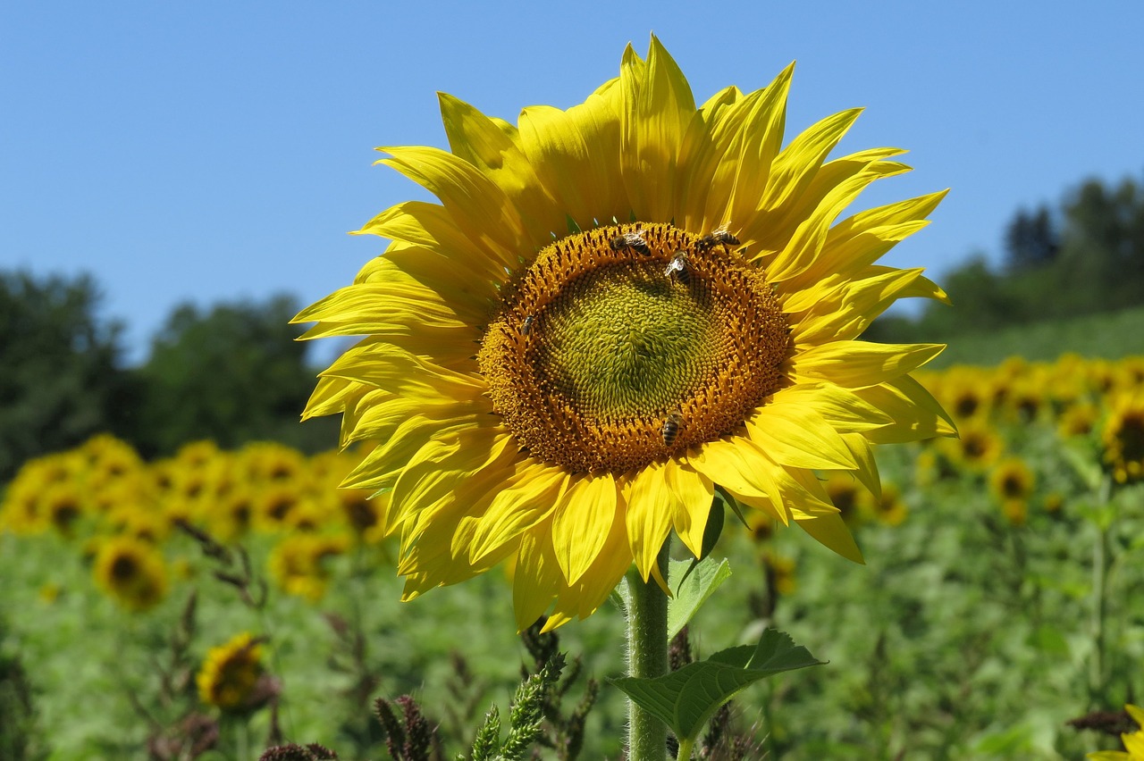 sunflower  sunflower field  bright free photo