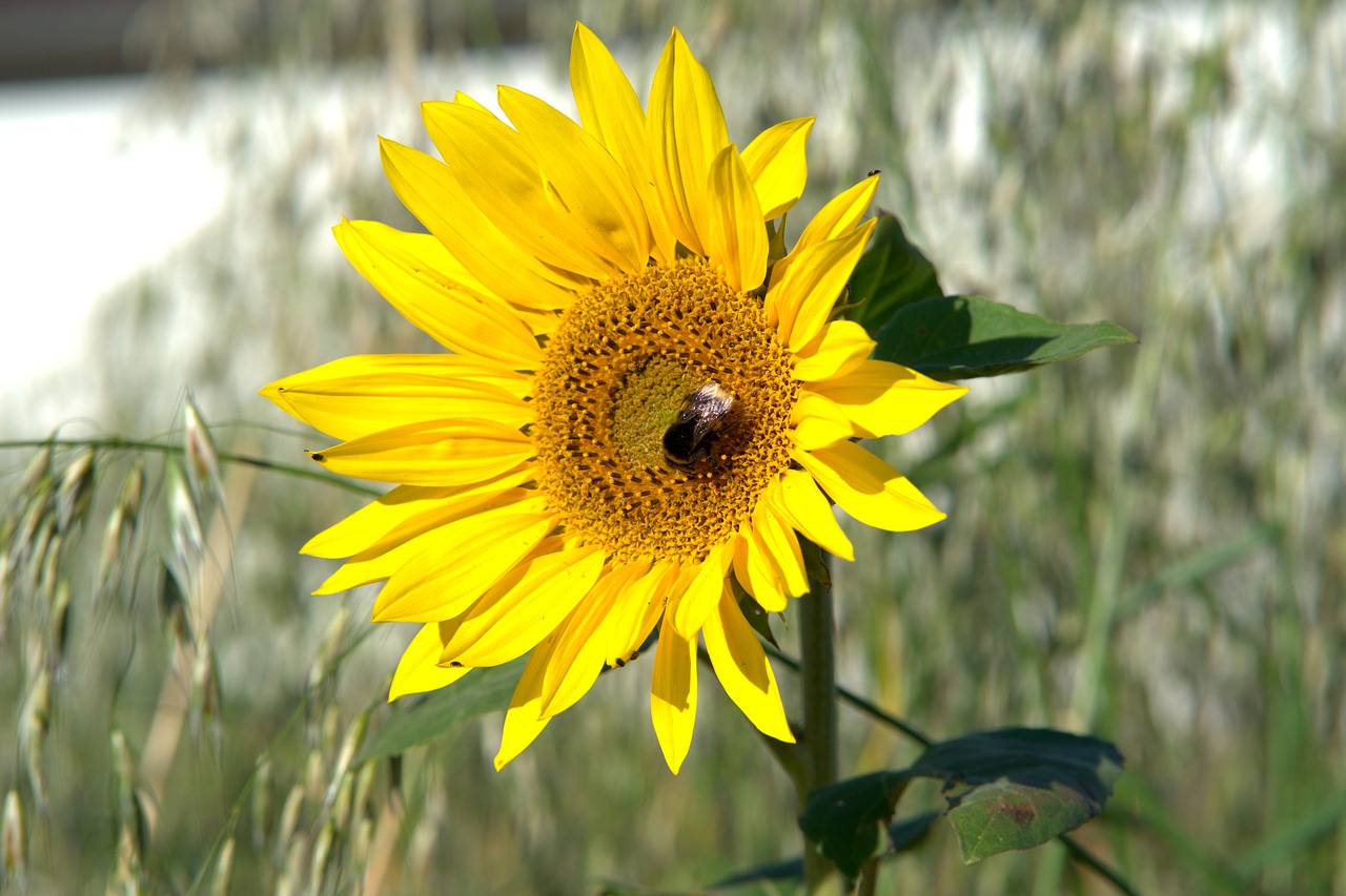 sunflower  hummel  blossom free photo