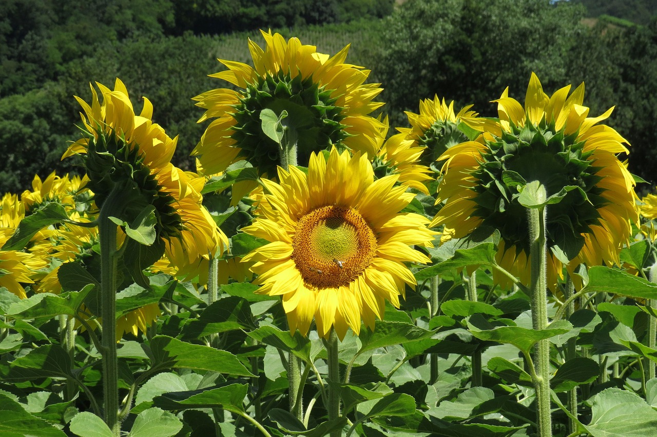 sunflower  sunflower field  yellow free photo